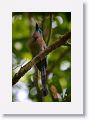 Keel-billed Motmot