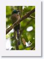 Keel-billed Motmot