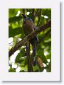 Keel-billed Motmot