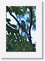 Blue-Gray Tanager