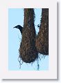 Montezuma Oropendola