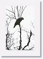 Red-lored Parakeet