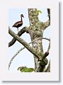 Black-bellied Whistling-duck