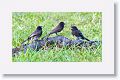 Black Phoebes