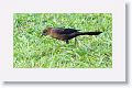 Great-tailed Grackle, female