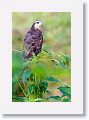 Snail Kite