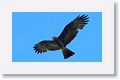 Snail Kite