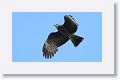 Snail Kite