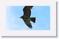 Snail Kite