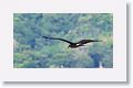 Snail Kite