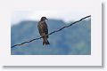 Snail Kite