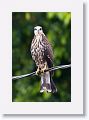 Snail Kite