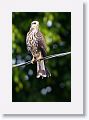 Snail Kite