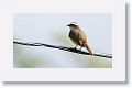Social Flycatcher