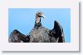 Black Vulture