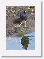 Common Gallinule