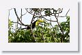 Keel-billed Toucan