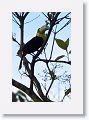 Keel-billed Toucan