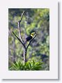 Keel-billed Toucan