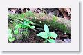 Leaf-cutter Ants carrying flowers