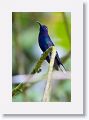 Violet Sabrewing