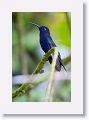 Violet Sabrewing