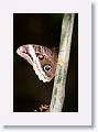 The tip of this Butterfly's wing pattern looks like a snake's head