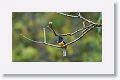 Gartered Trogon