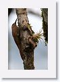 Northern Barred Woodcreeper