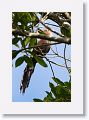 Squirrel Cuckoo