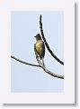 Tropical Kingbird