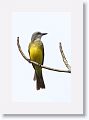 Tropical Kingbird
