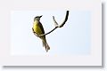 Tropical Kingbird