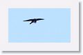 Bat Falcon