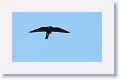 Bat Falcon