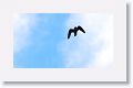 Bat Falcon