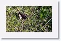 Yellow-headed Caracara