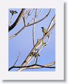 Black-headed Saltator