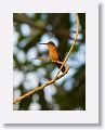 Cinnamon Hummingbird