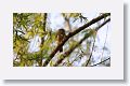 Ferruginous Pygmy Owl