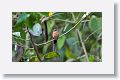 Cinnamon Hummingbird