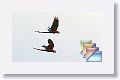 1RoadsideBirding * (9 Slides)