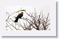 Red-billed Pigeon
