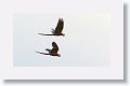 Scarlet  Maccaws