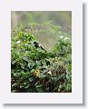 Groove-billed Ani