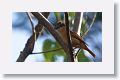 Cinnamon Becard