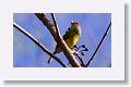 Rufous-browed Pepper-shrike