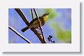 Rufous-browed Pepper-shrike