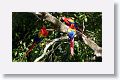 Scarlet Macaw