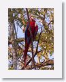 Scarlet Macaw